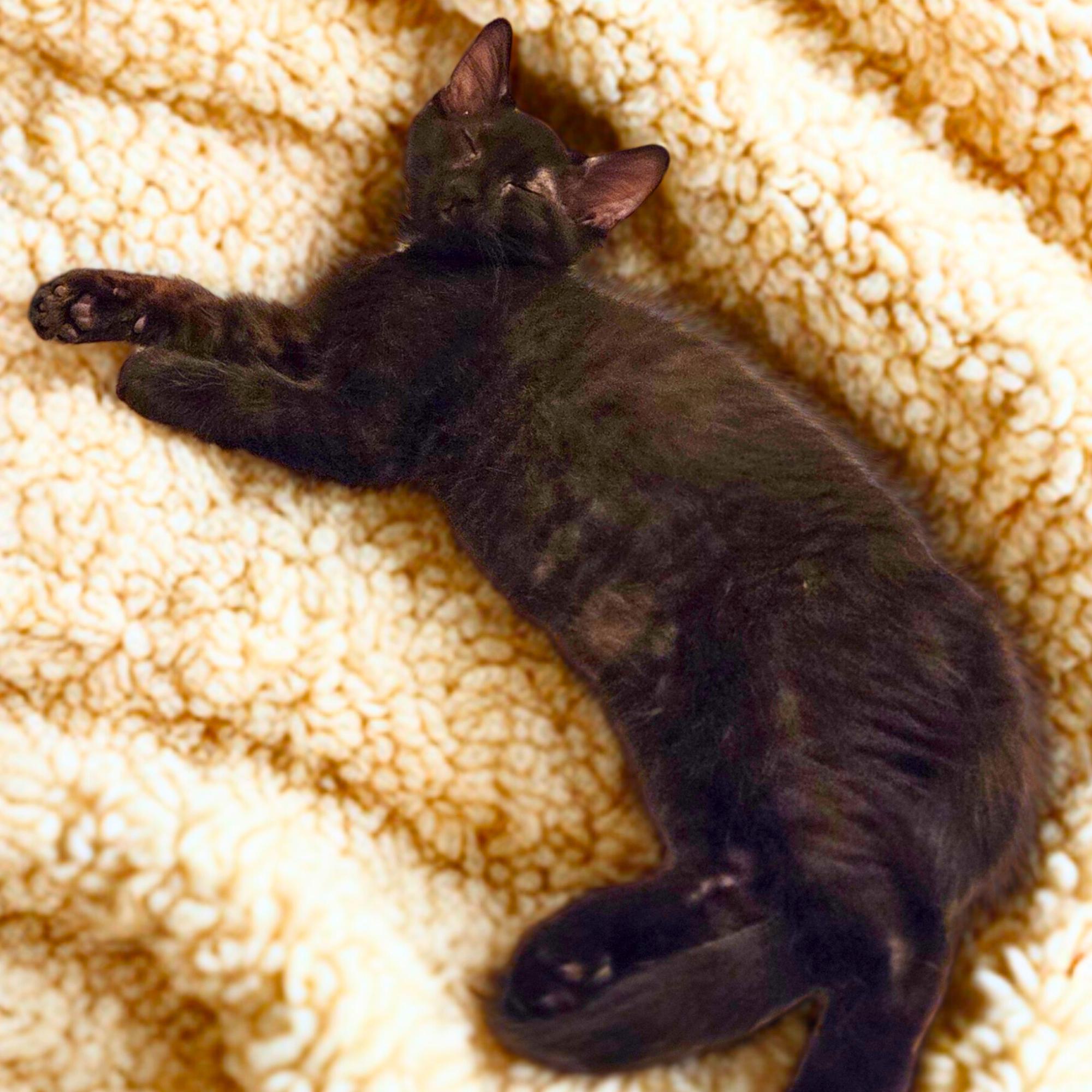 Enlarge Pepper, a ADOPTABLE Domestic Medium Hair in Dallas, TX image 1/2