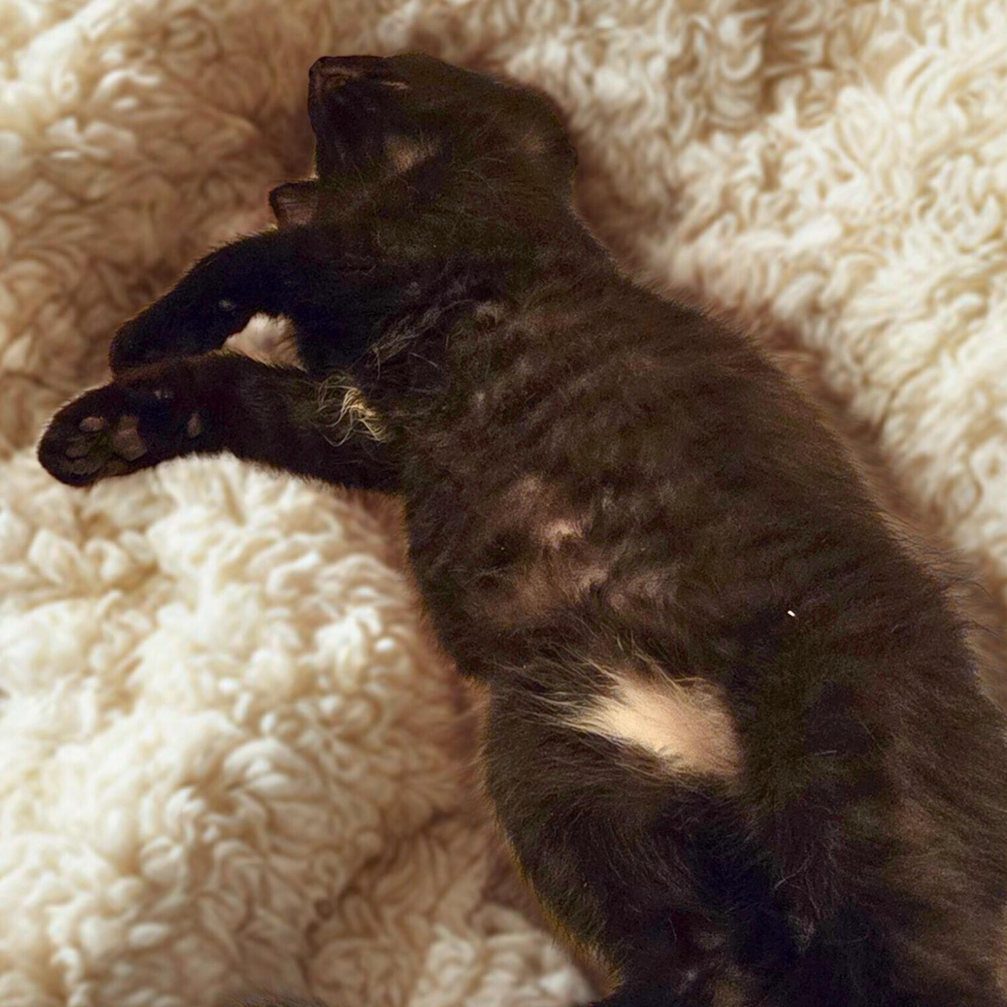 Enlarge Pepper, a ADOPTABLE Domestic Medium Hair in Dallas, TX image 2/2