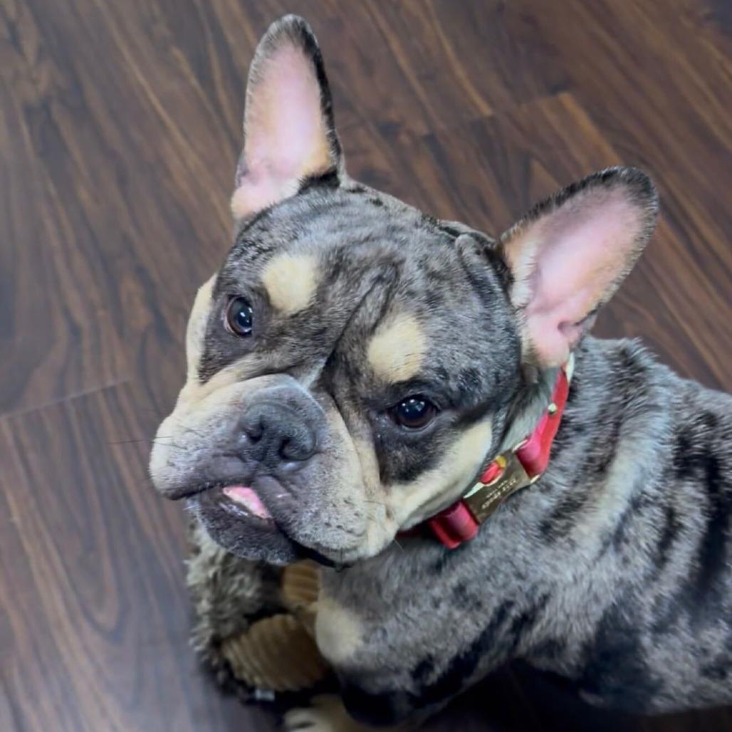 Guinness, Adoptable, Adult Female French Bulldog.