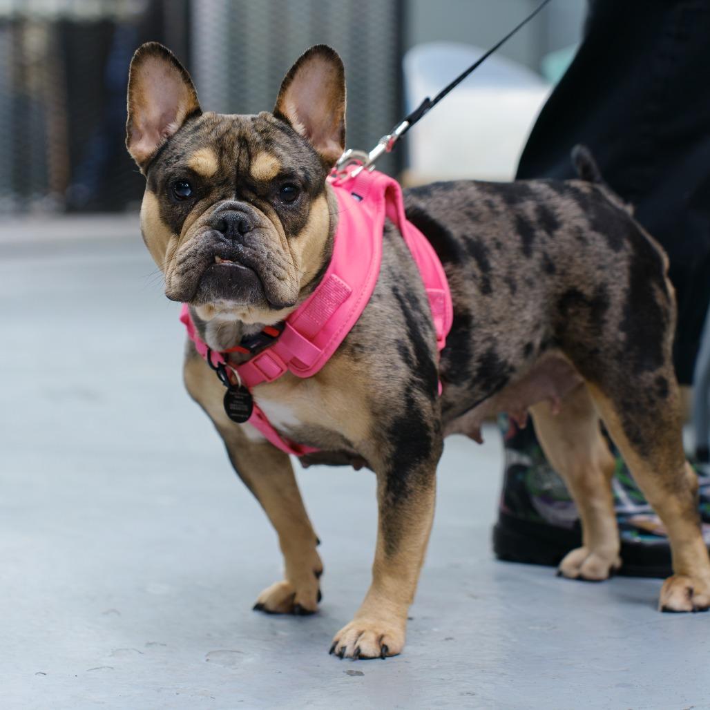 Enlarge Guinness, a Adoptable French Bulldog in Brooklyn, NY image 2/5