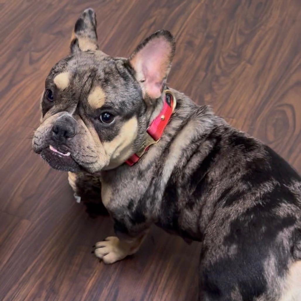 Enlarge Guinness, a Adoptable French Bulldog in Brooklyn, NY image 3/5