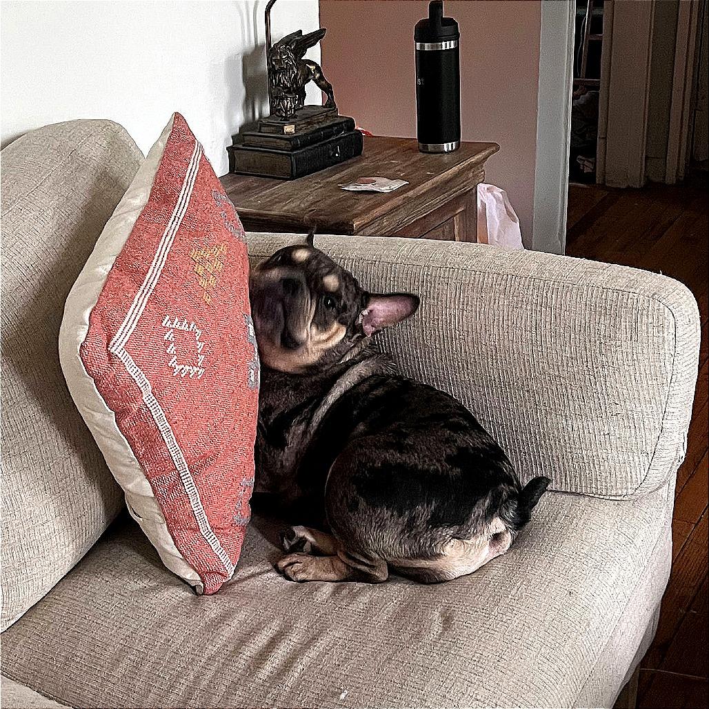 Enlarge Guinness, a Adoptable French Bulldog in Brooklyn, NY image 4/5