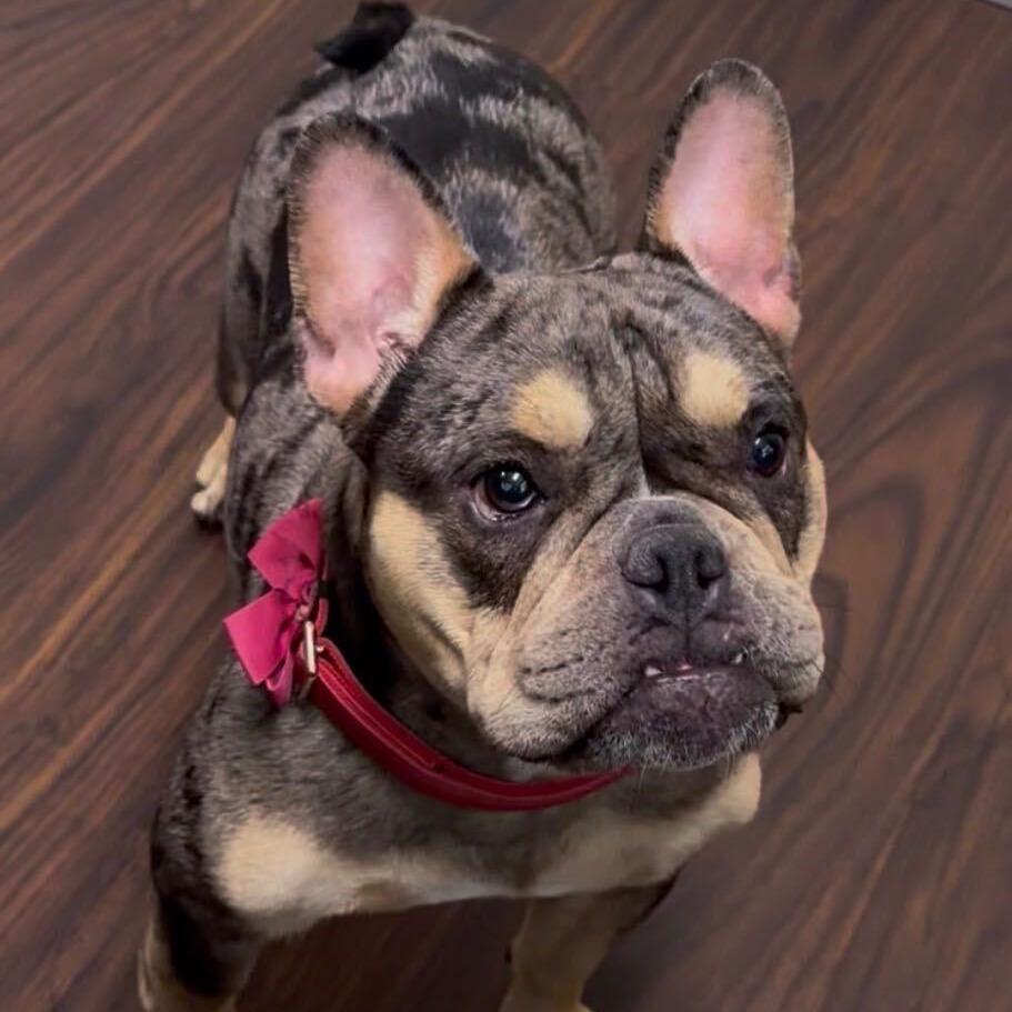 Enlarge Guinness, a Adoptable French Bulldog in Brooklyn, NY image 5/5