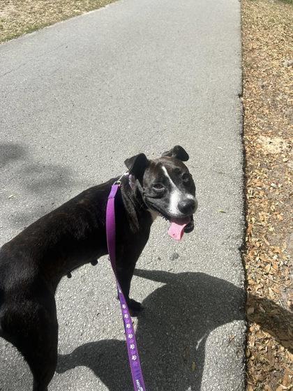 Star, Adoptable, Adult Female Terrier & Mixed Breed.