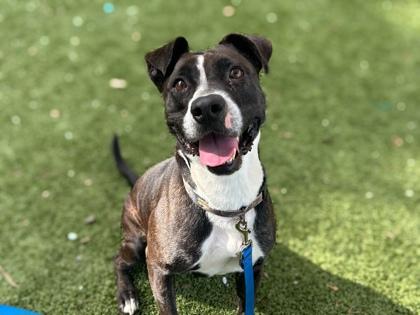 Enlarge Star, a Adoptable mixed breed in Gainesville, FL image 3/3
