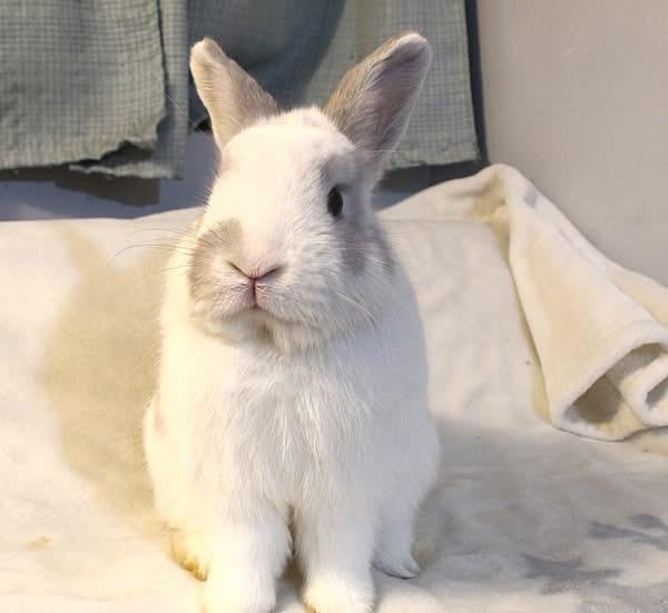 Enlarge Major, an adopted American in Hillside, NJ image 2/3