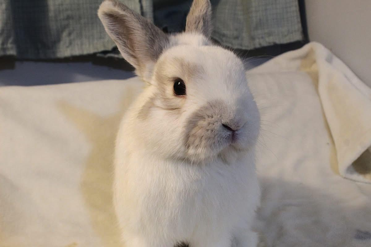 Enlarge Major, an adopted American in Hillside, NJ image 3/3