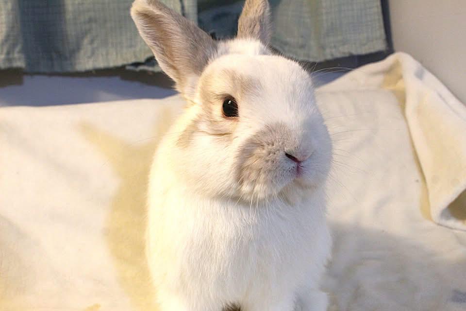 Major, adopted, Young Male American.