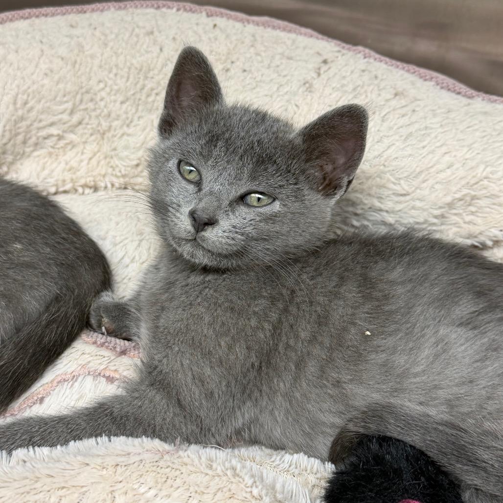 Bobbity, Adoptable, Kitten Female Domestic Short Hair.