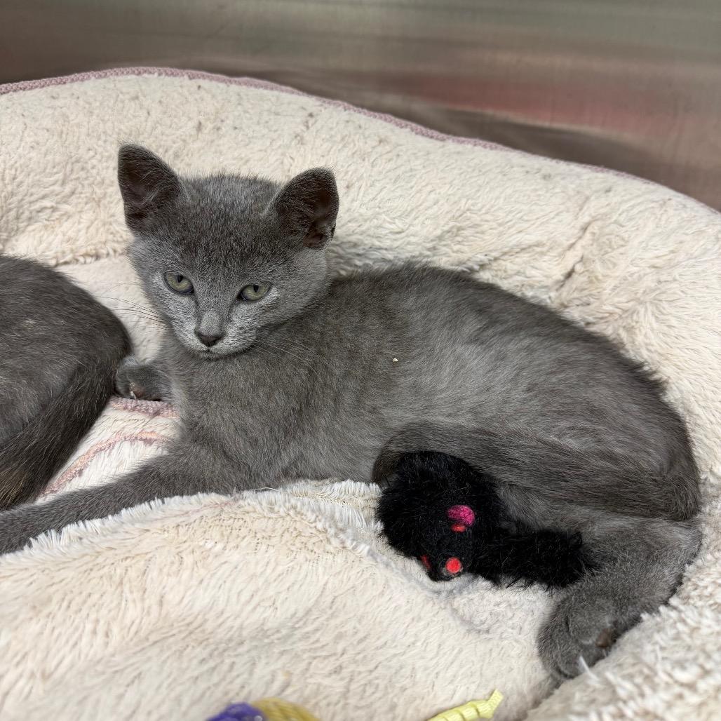 Enlarge Bobbity, a Adoptable Domestic Short Hair in Detroit Lakes, MN image 2/2