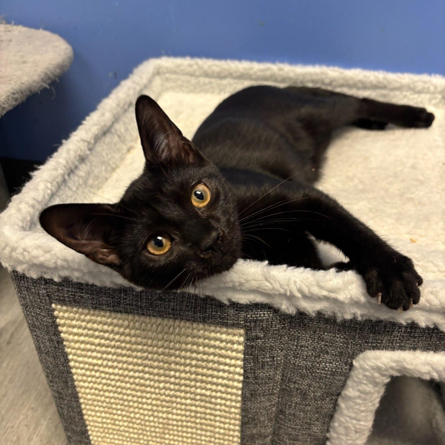 Milo, Adoptable, Kitten Male Domestic Short Hair.