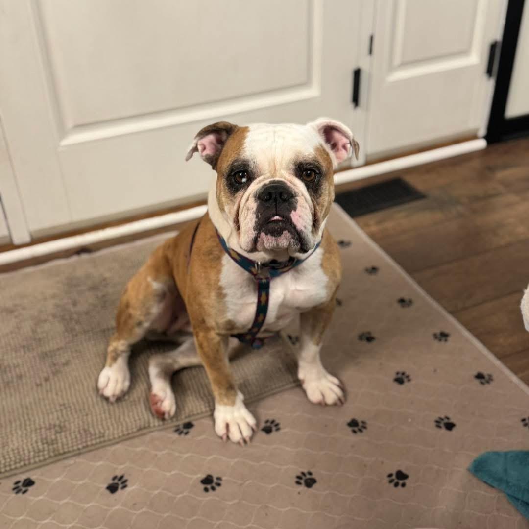 Harley, ADOPTABLE, Adult Female English Bulldog.