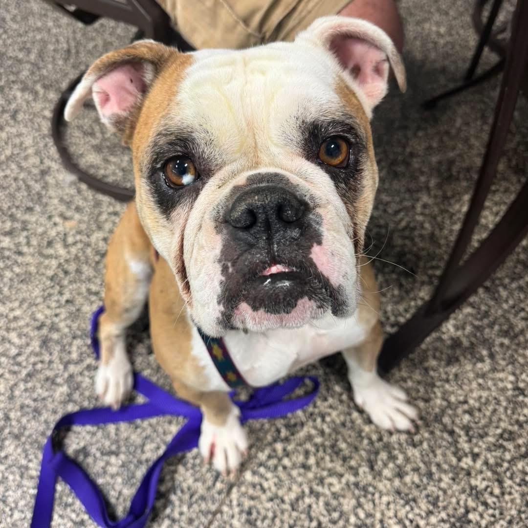 Harley, a ADOPTABLE English Bulldog in Grand Haven, MI image 6/6