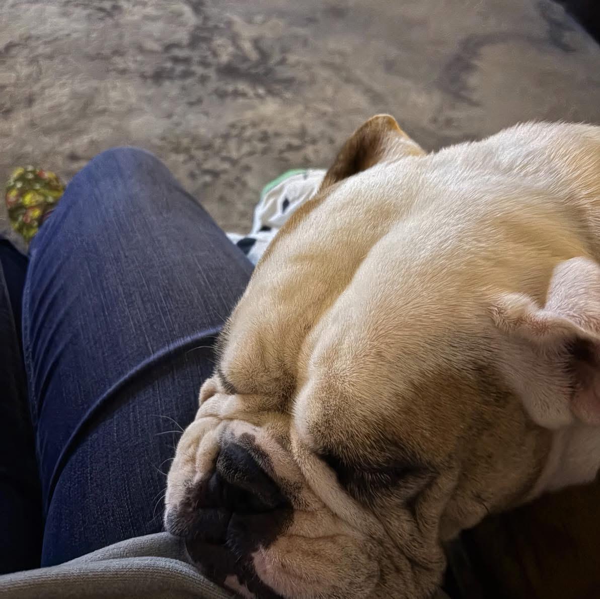 Harley, a ADOPTABLE English Bulldog in Grand Haven, MI image 3/6