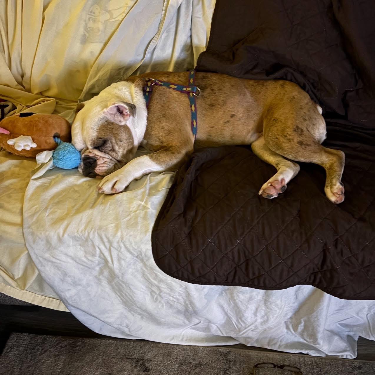 Harley, a ADOPTABLE English Bulldog in Grand Haven, MI image 2/6