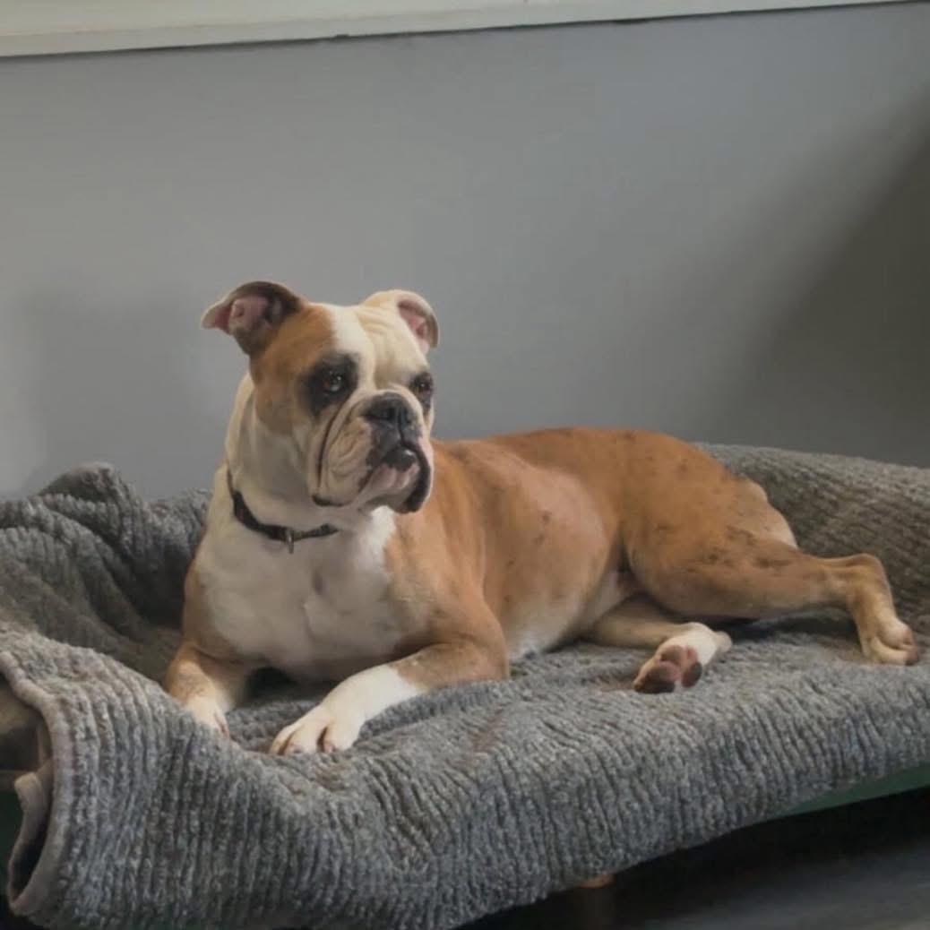 Harley, a ADOPTABLE English Bulldog in Grand Haven, MI image 5/6