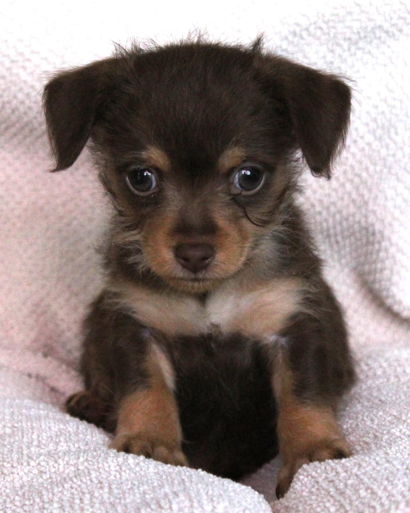 BABY CHAPPY 5