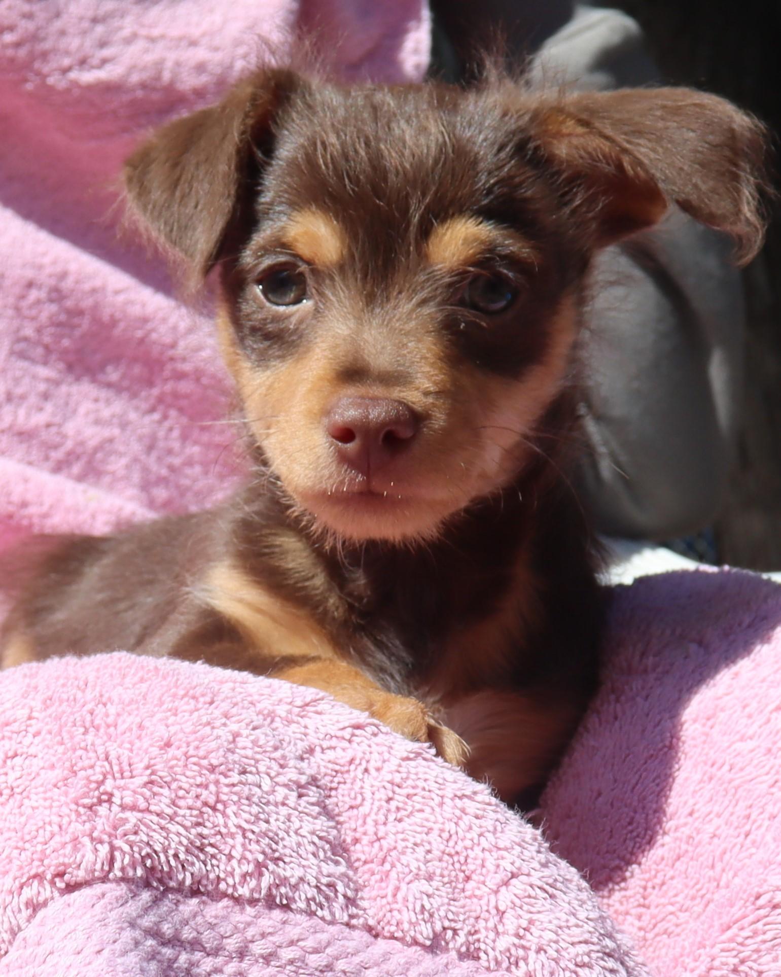 BABY CHAPPY 2