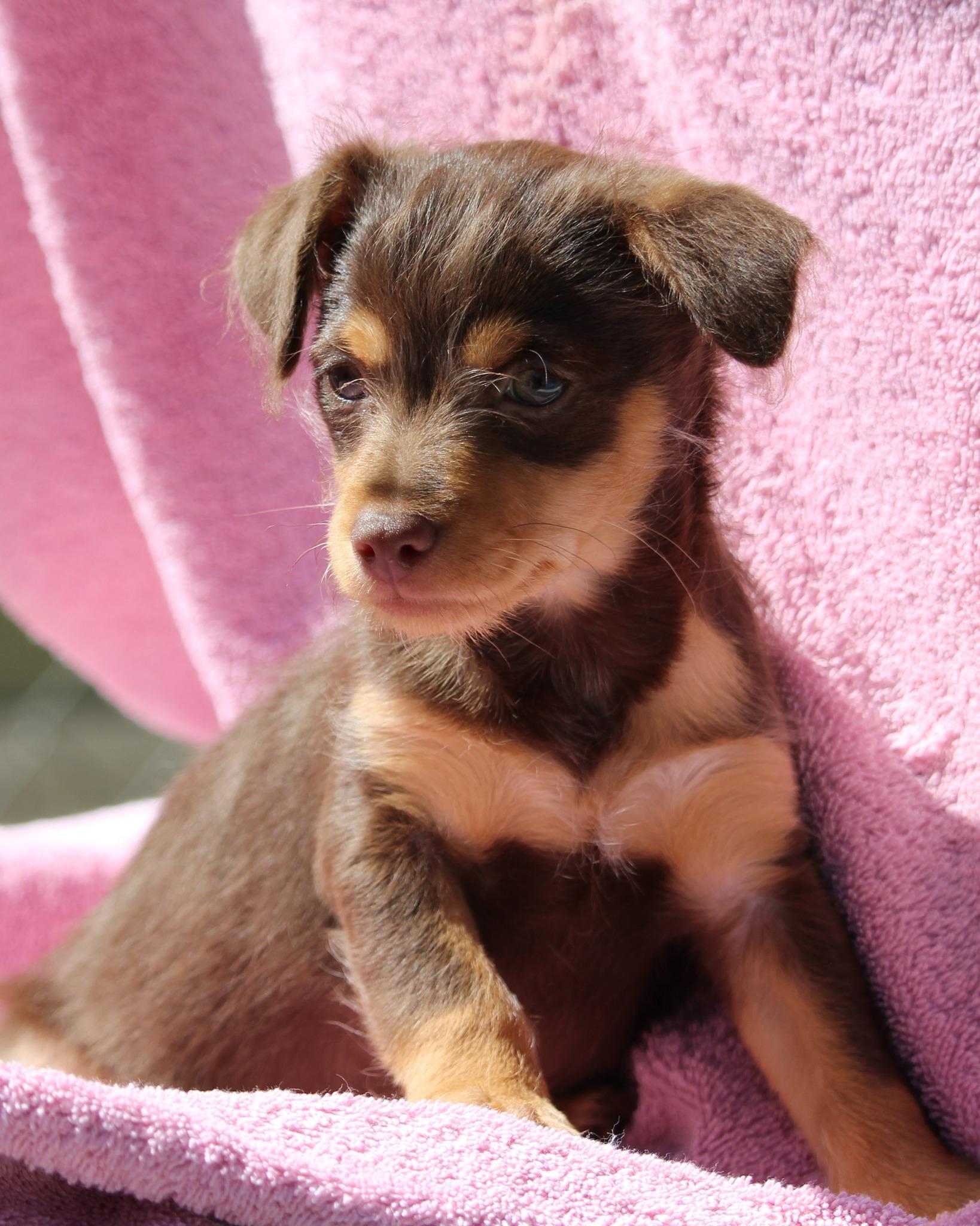 BABY CHAPPY