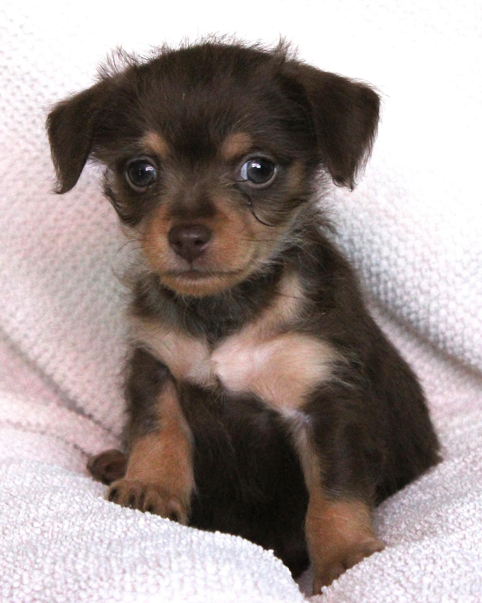 BABY CHAPPY 6