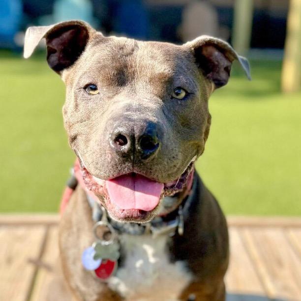 Enlarge Gary, a Adoptable Pit Bull Terrier in Wichita, KS image 2/5