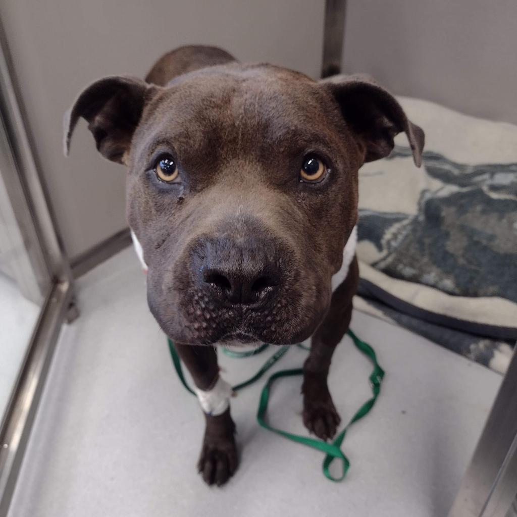 Enlarge Gary, a Adoptable Pit Bull Terrier in Wichita, KS image 3/5