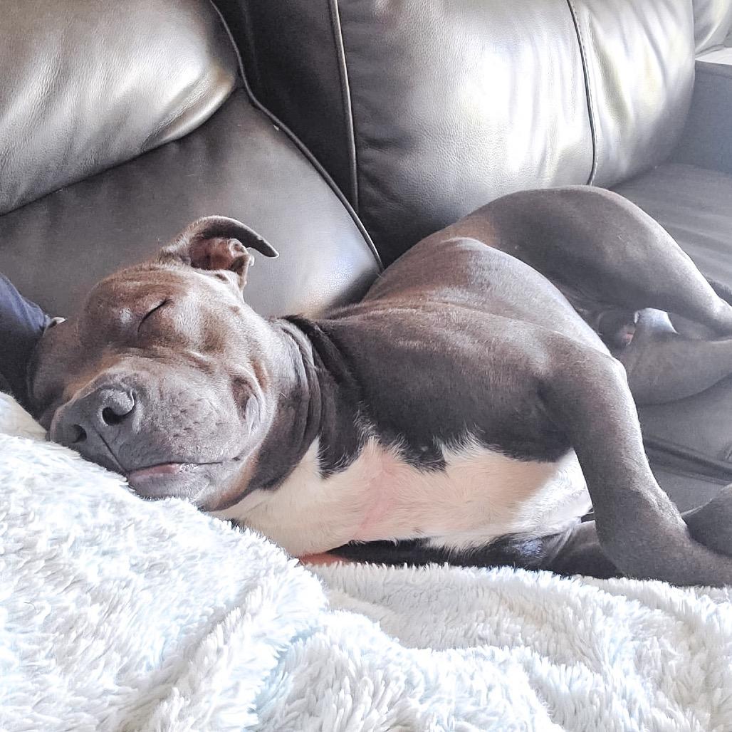 Enlarge Gary, a Adoptable Pit Bull Terrier in Wichita, KS image 4/5