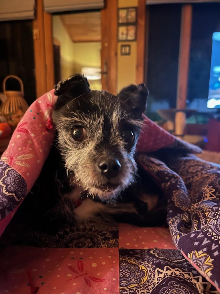 Enlarge Martha, a Adopted Chihuahua in Athens, NY image 6/6