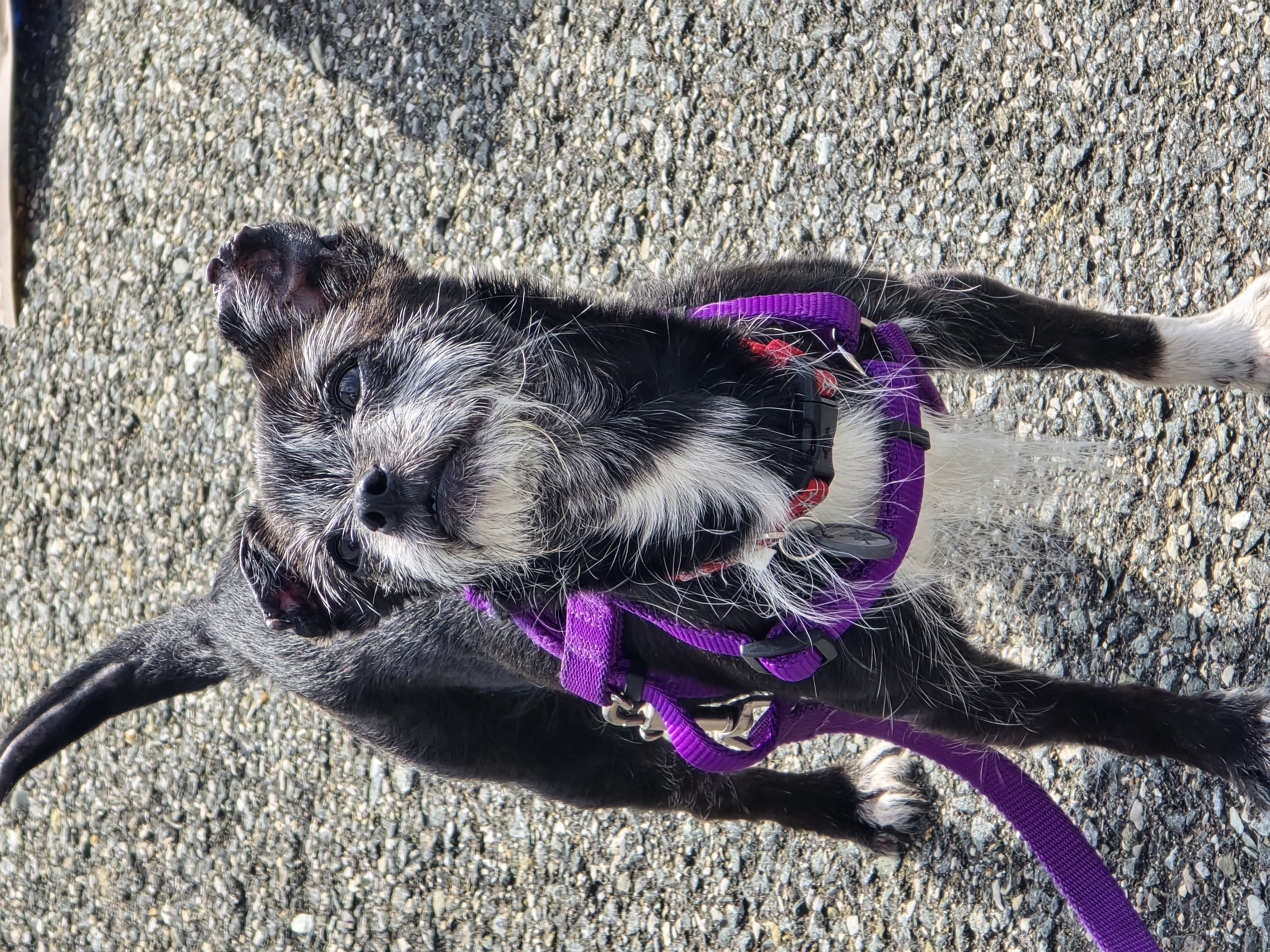 Enlarge Martha, a Adopted Chihuahua in Athens, NY image 5/6