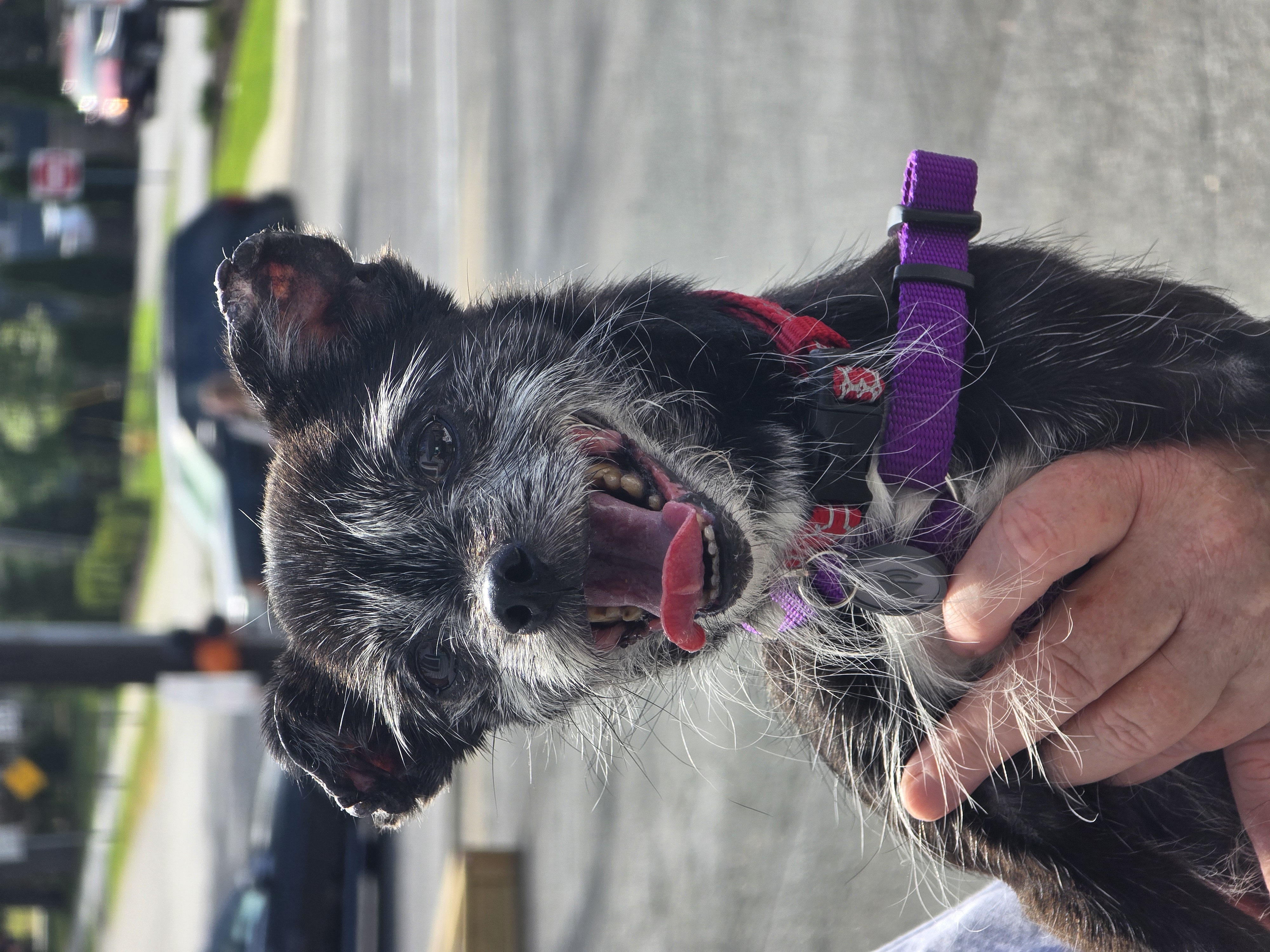 Martha, Adopted, Adult Female Chihuahua.