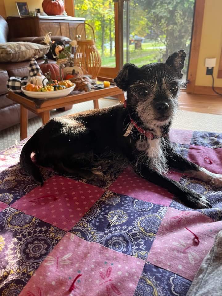 Enlarge Martha, a Adopted Chihuahua in Athens, NY image 2/6