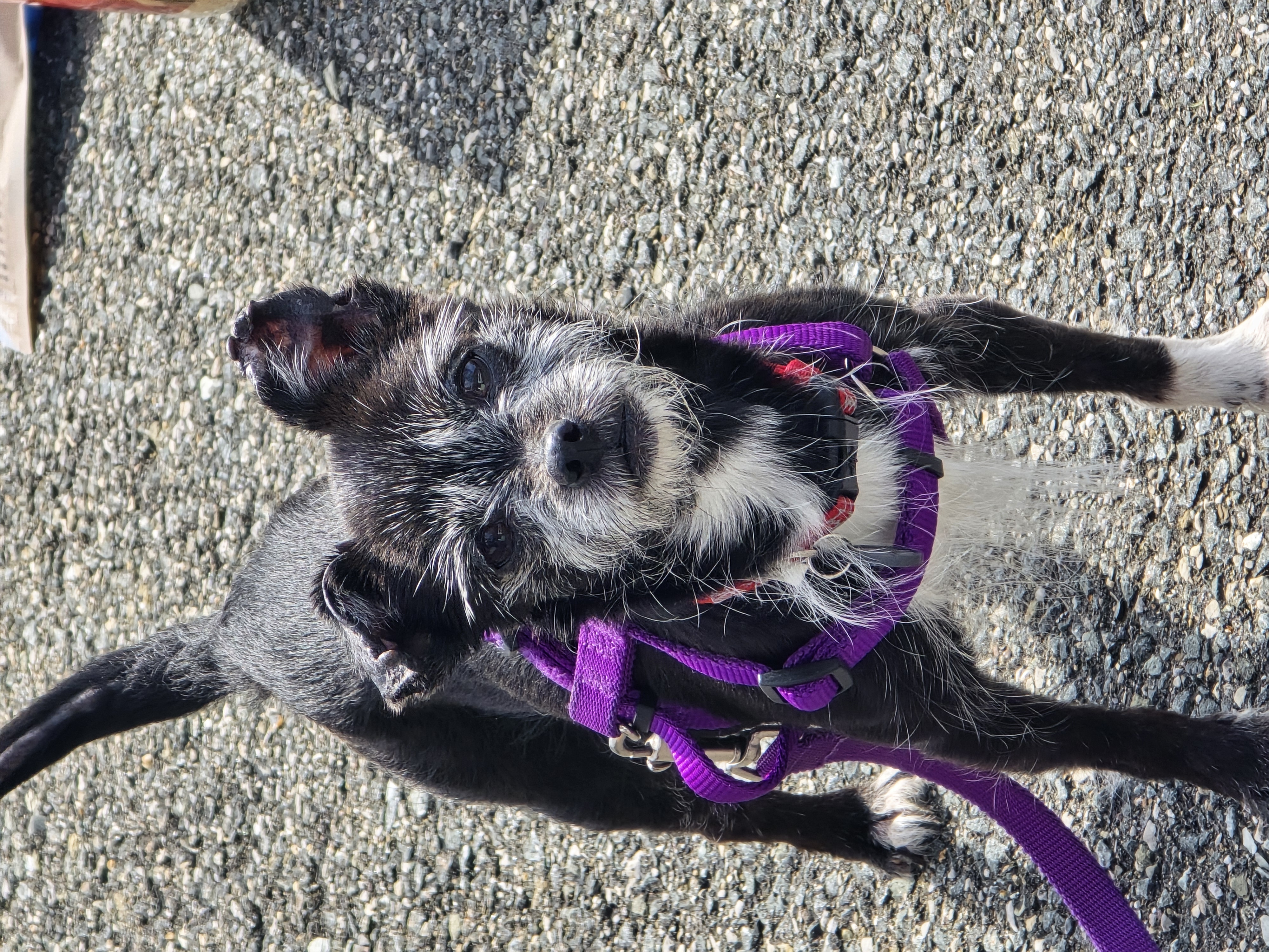 Enlarge Martha, a Adopted Chihuahua in Athens, NY image 4/6