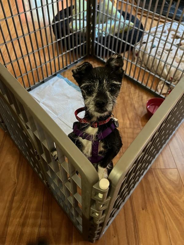 Enlarge Martha, a Adopted Chihuahua in Athens, NY image 3/6