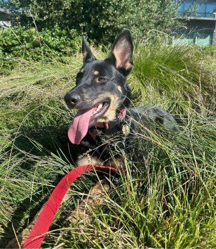 Enlarge Katara, a Adopted German Shepherd Dog in Cupertino, CA image 1/3