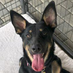 Enlarge Katara, a Adopted German Shepherd Dog in Cupertino, CA image 2/3