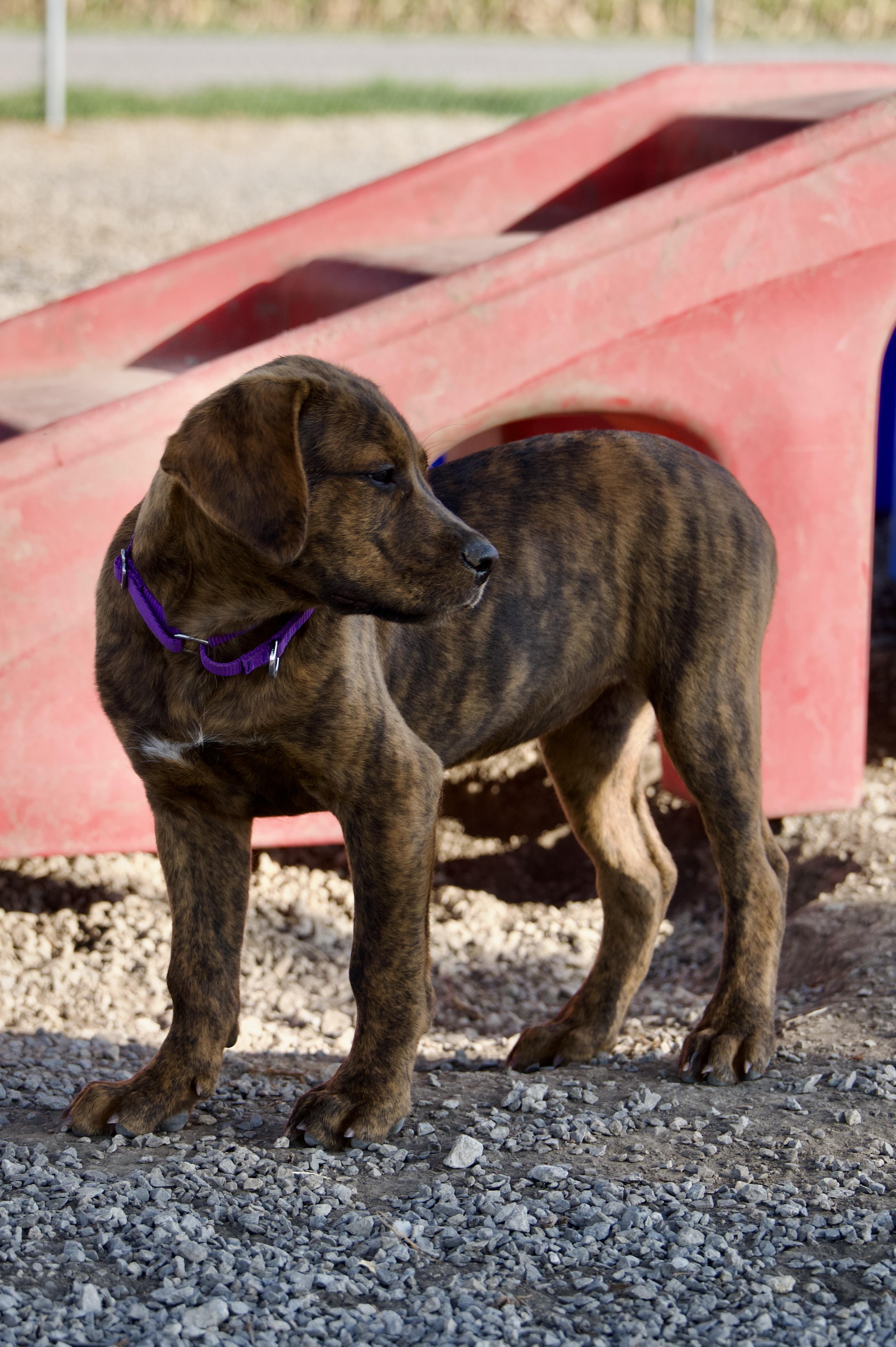 Enlarge Radar, a Adoptable mixed breed in Hiawatha, KS image 4/6