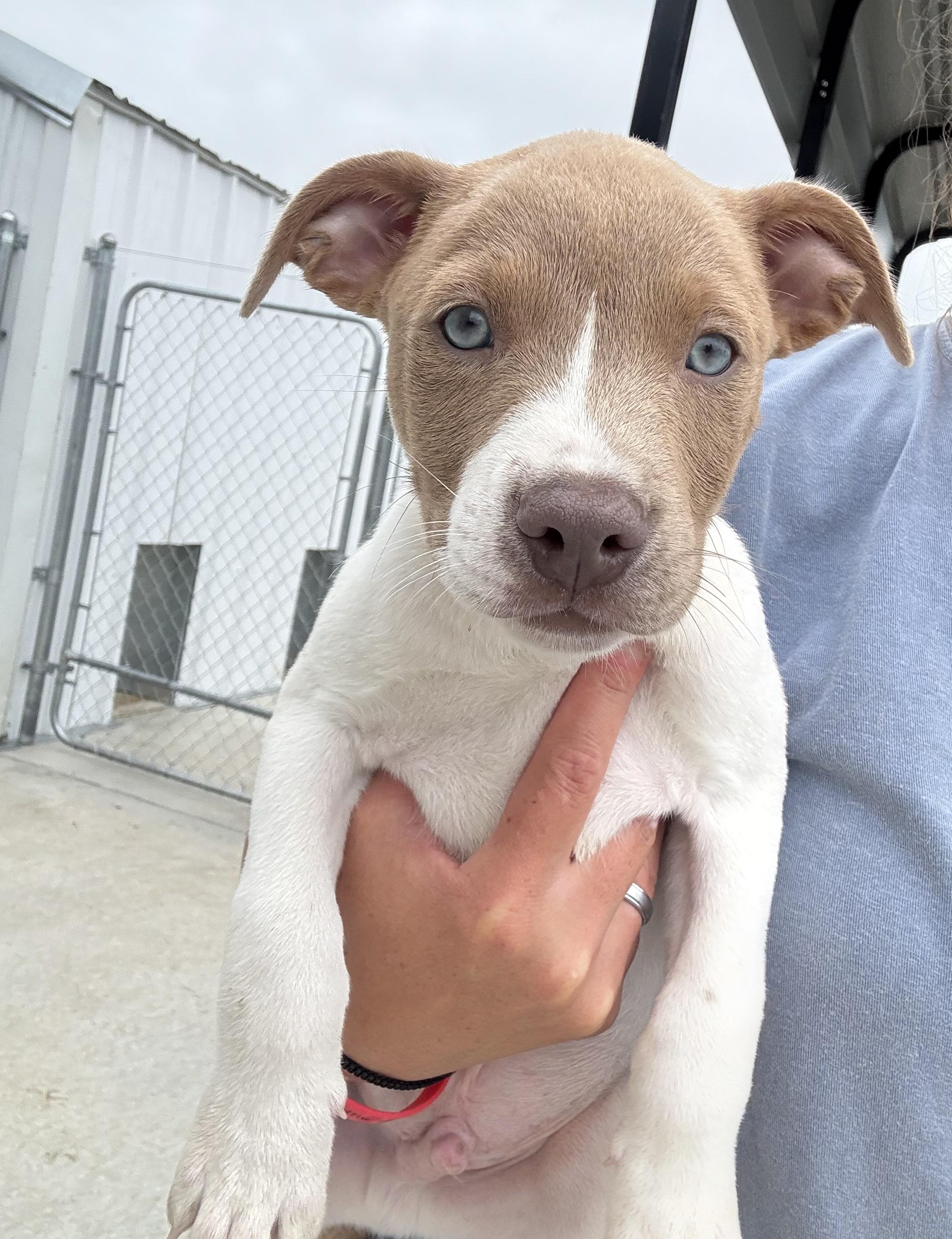 Enlarge Radar, a Adoptable mixed breed in Hiawatha, KS image 6/6