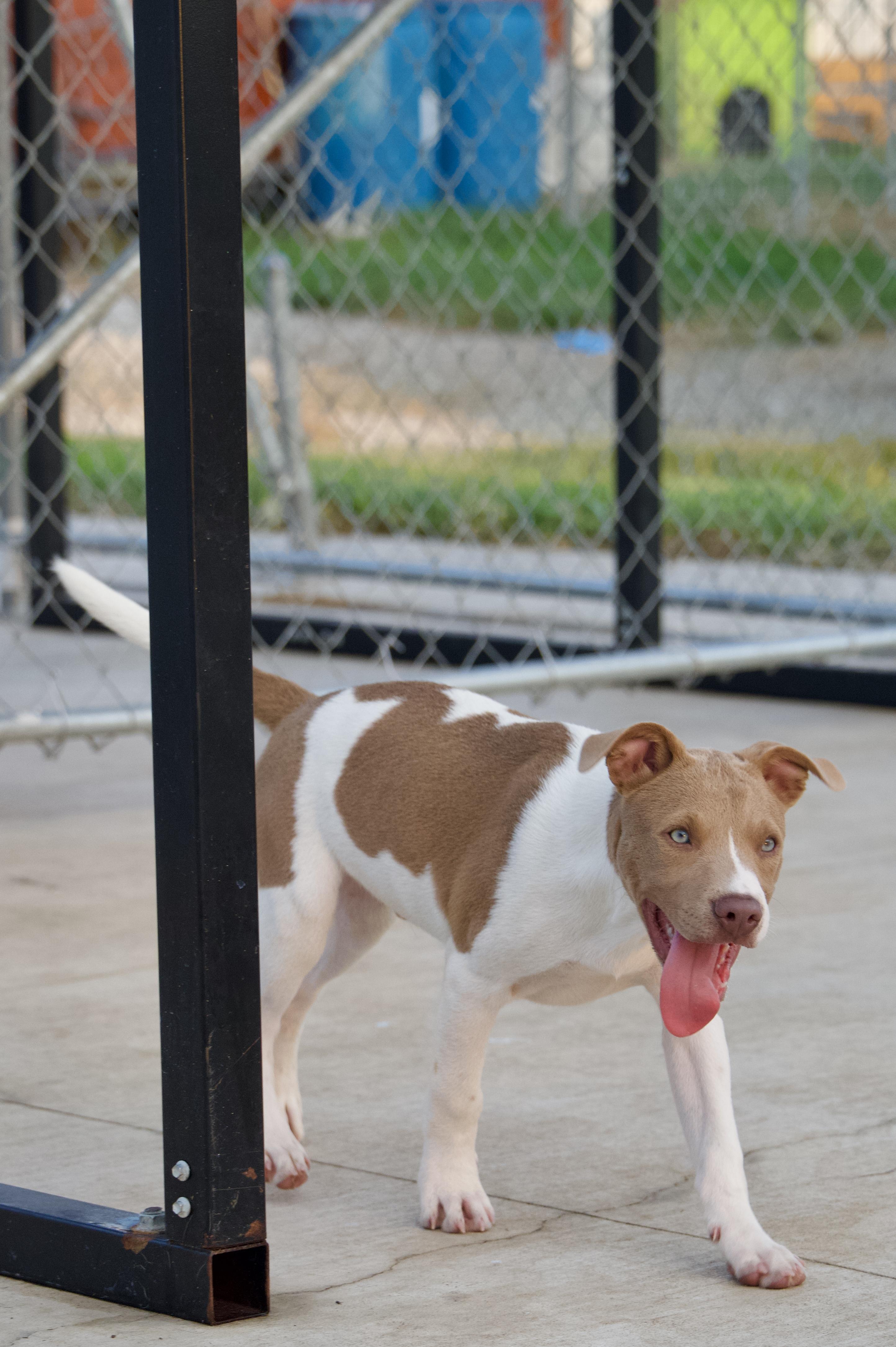 Enlarge Radar, a Adoptable mixed breed in Hiawatha, KS image 3/6