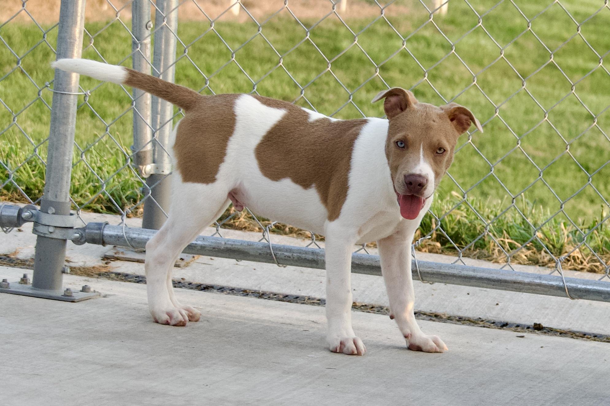 Enlarge Radar, a Adoptable mixed breed in Hiawatha, KS image 5/6