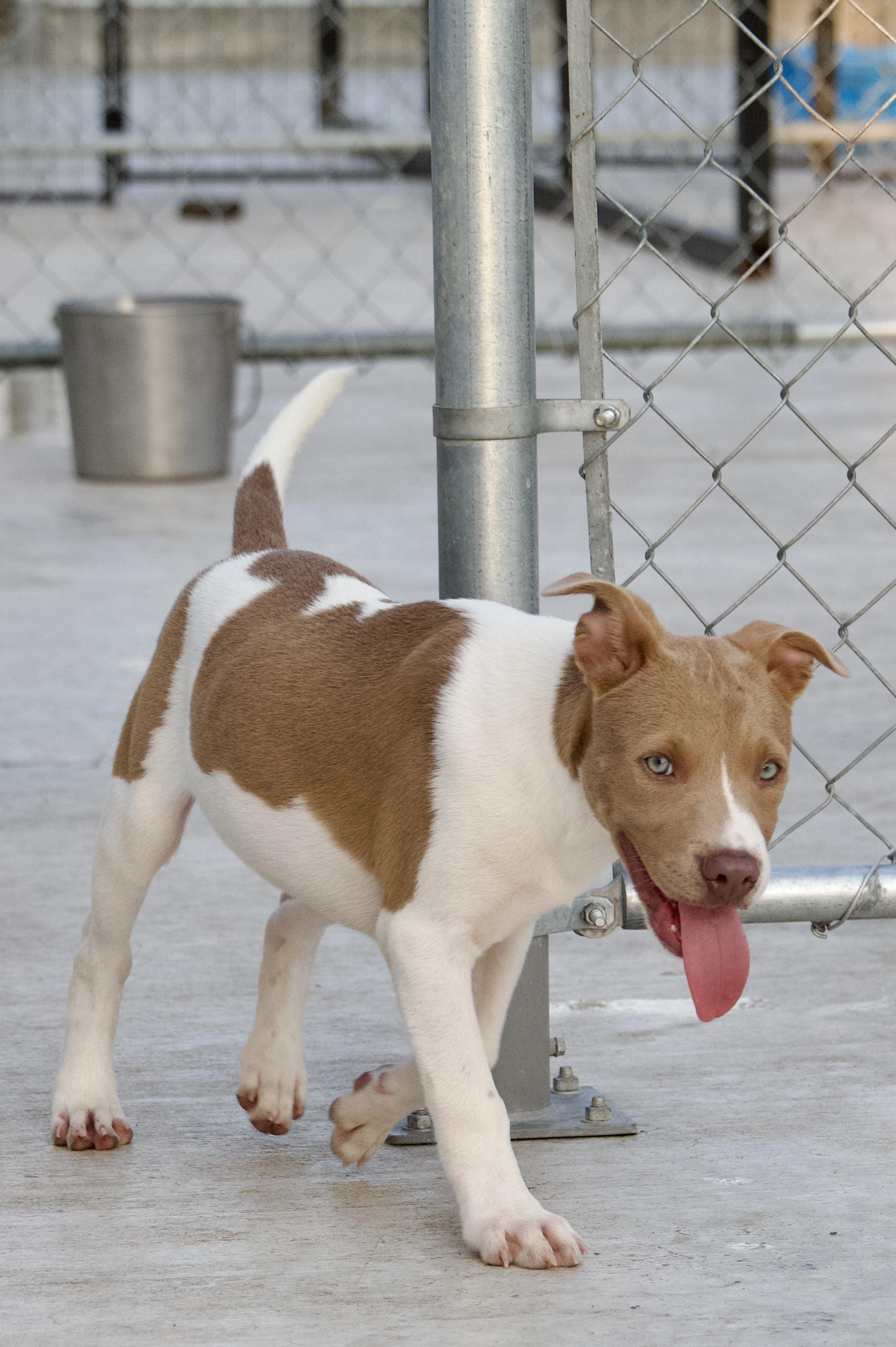 Enlarge Radar, a Adoptable mixed breed in Hiawatha, KS image 1/6