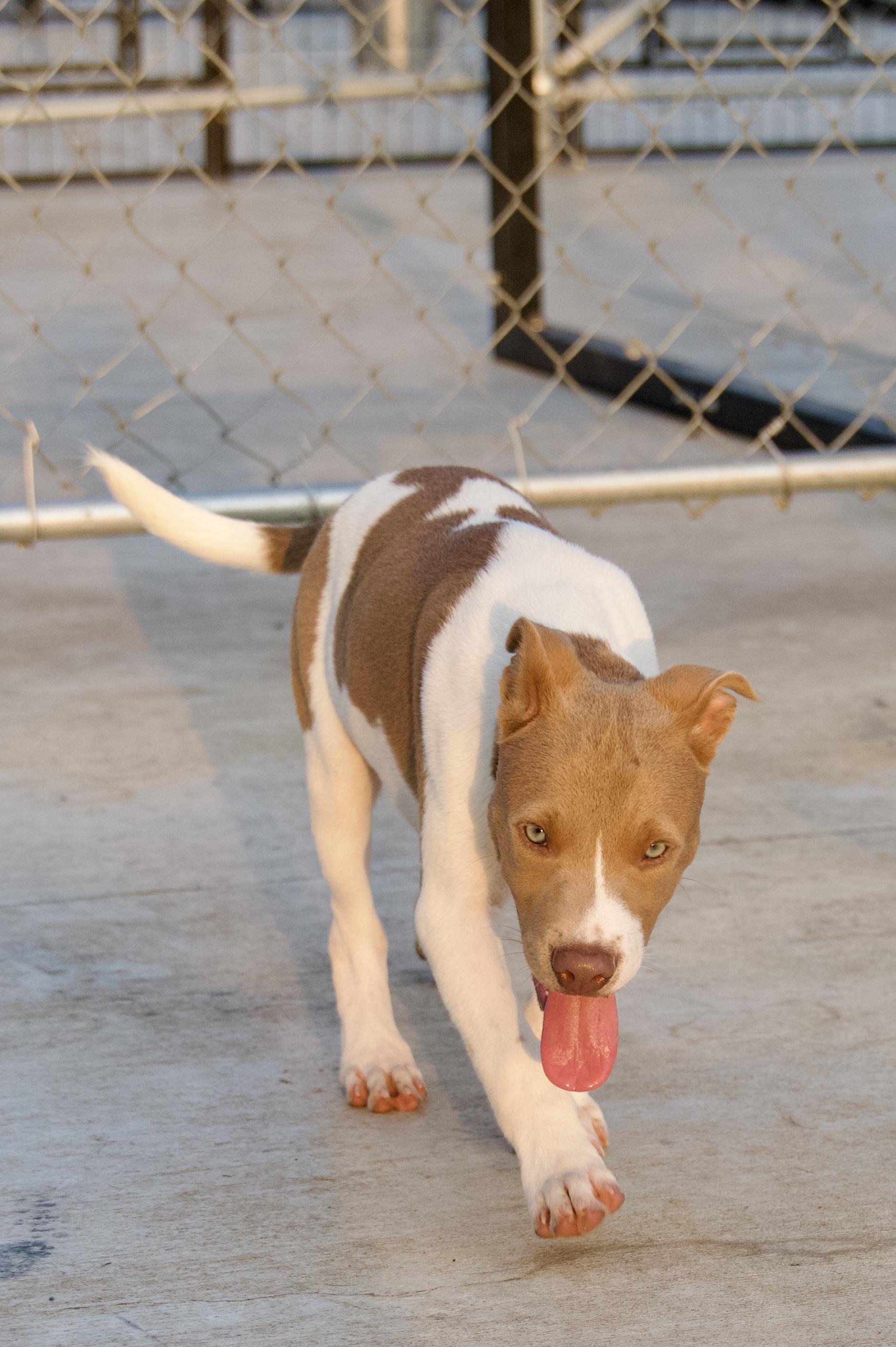 Enlarge Radar, a Adoptable mixed breed in Hiawatha, KS image 2/6