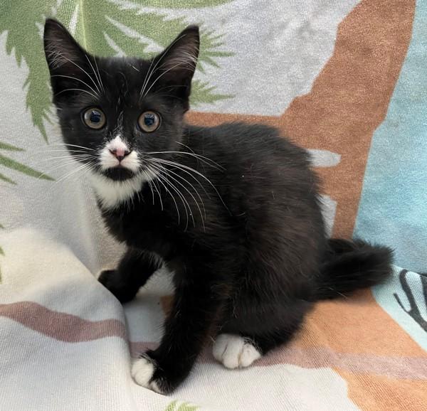 Cady, Adoptable, Kitten Female Domestic Short Hair.