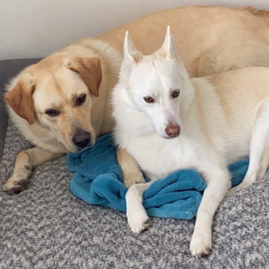 Enlarge Leo & Norway , an adopted mixed breed in Clarksburg, ON image 1/1