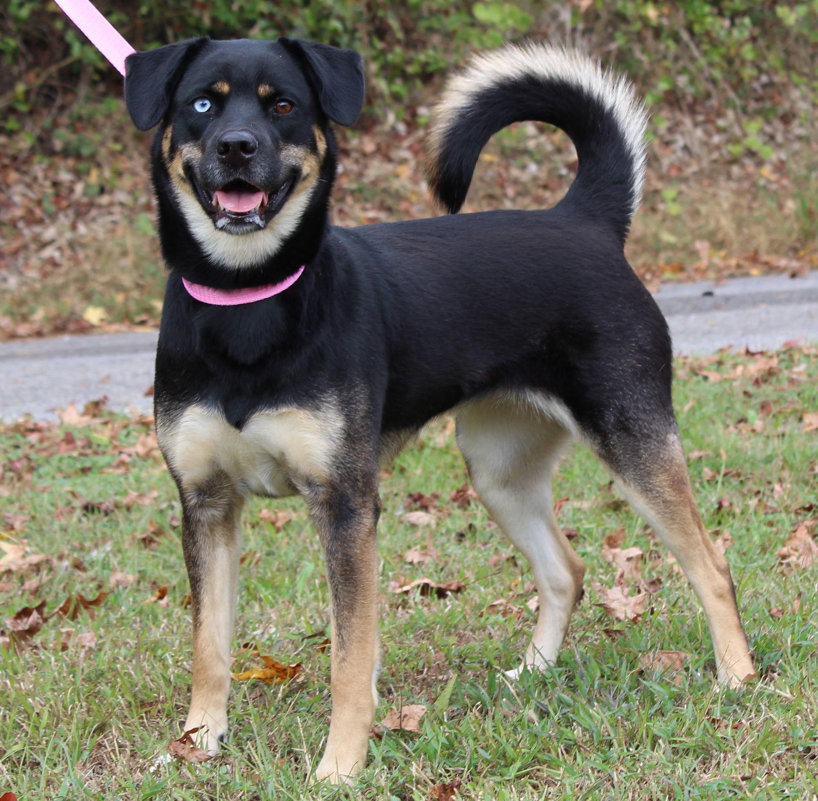 Journey 42669, Adoptable, Adult Female Husky.