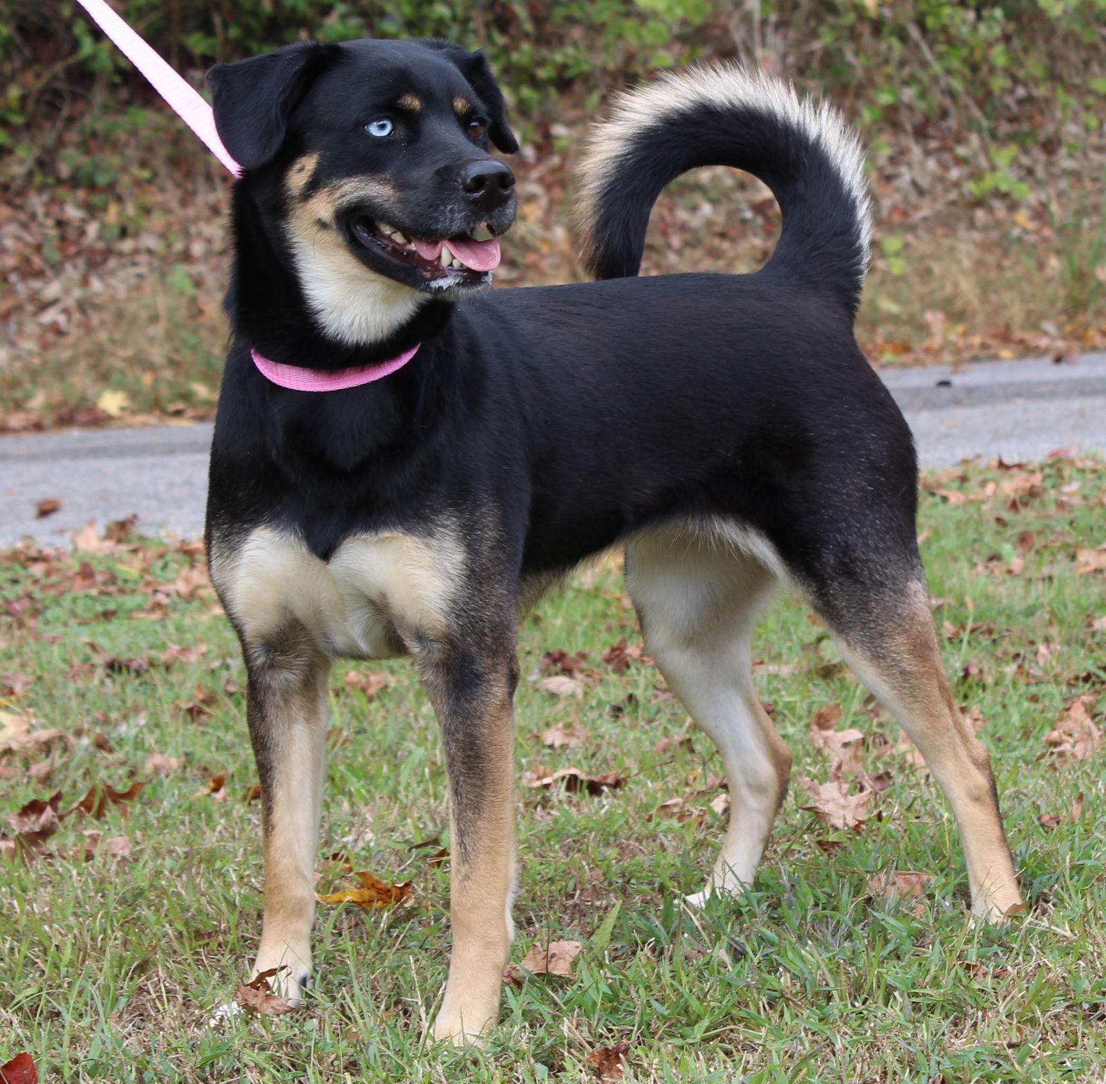 Enlarge Journey 42669, a Adoptable Husky in Prattville, AL image 2/3