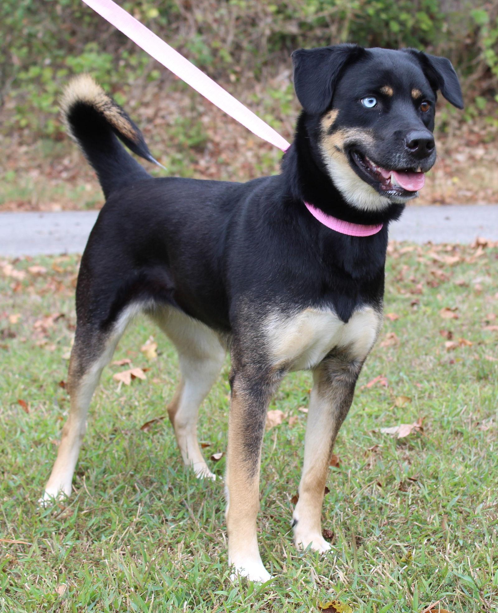 Enlarge Journey 42669, a Adoptable Husky in Prattville, AL image 3/3