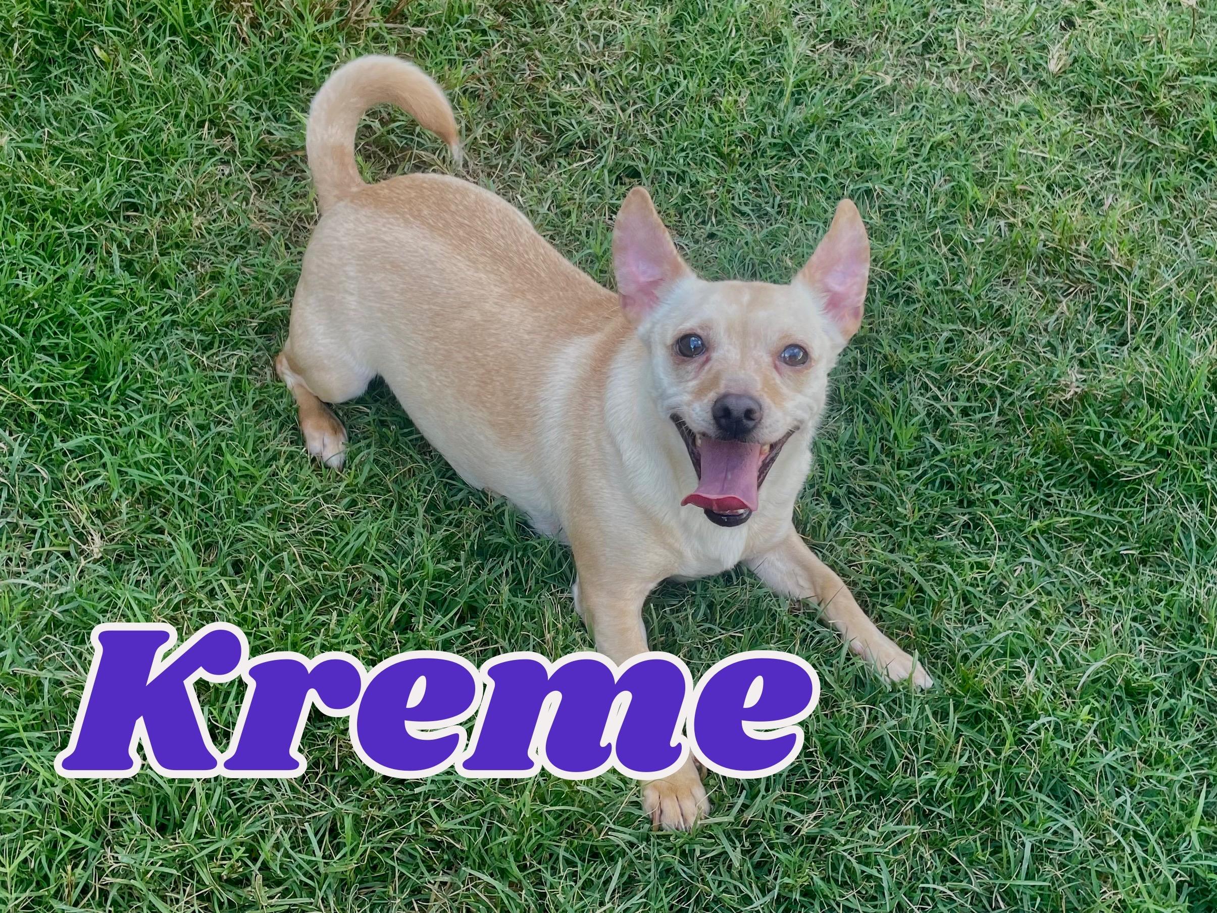 Kreme in Texarkana TX, Adoptable, Adult Male Chihuahua.