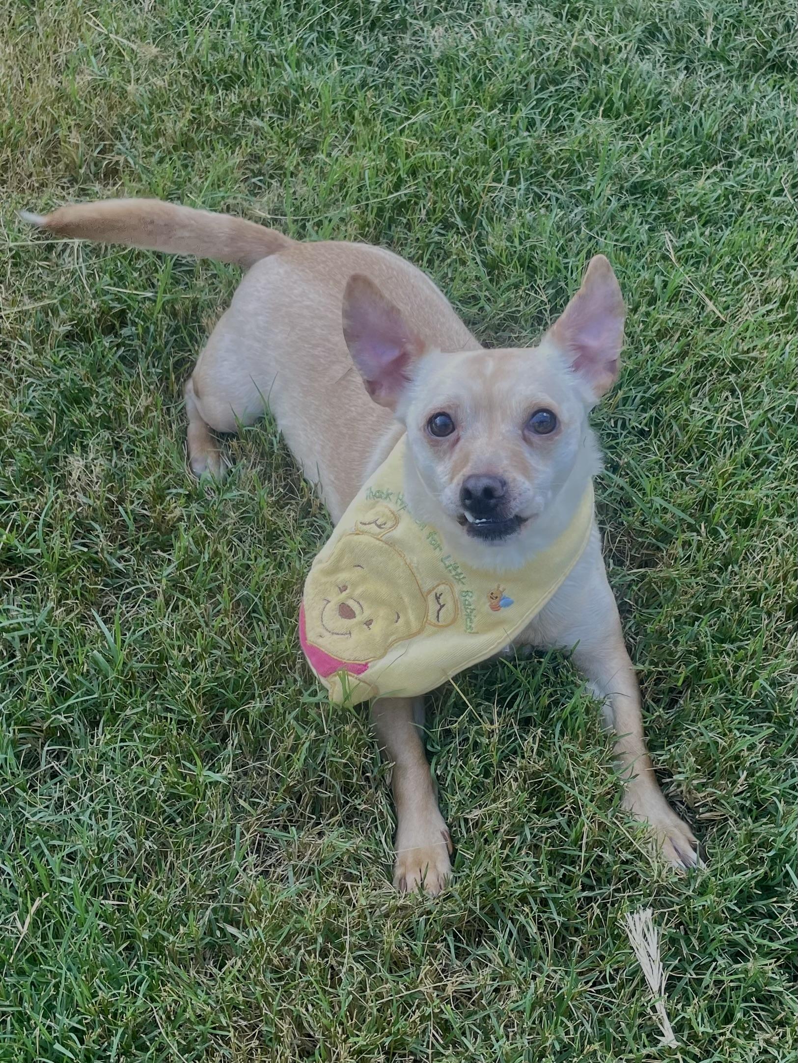 Kreme in Texarkana TX, a Adoptable Chihuahua in Texarkana, TX image 2/6