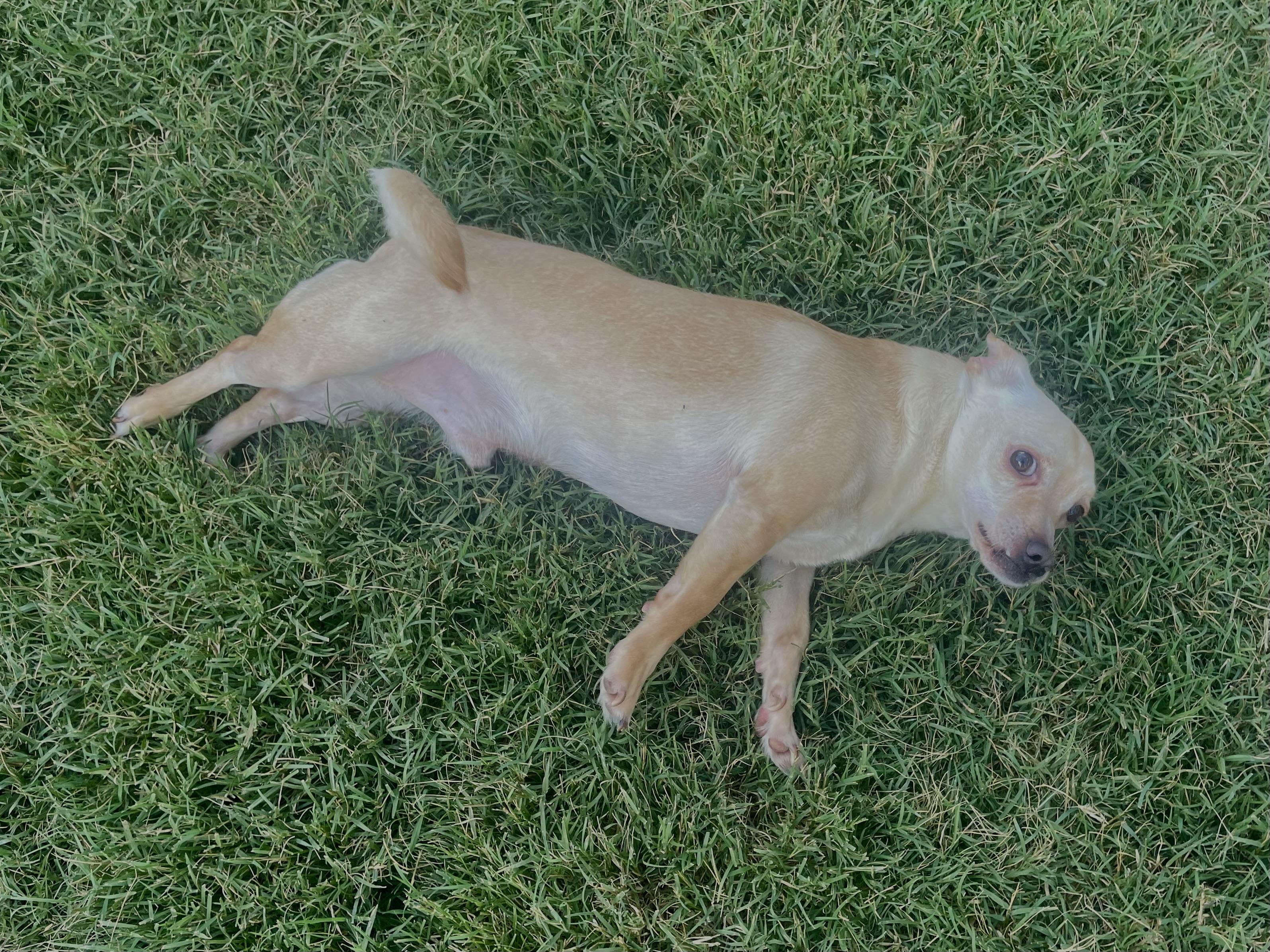 Kreme in Texarkana TX, a Adoptable Chihuahua in Texarkana, TX image 3/6