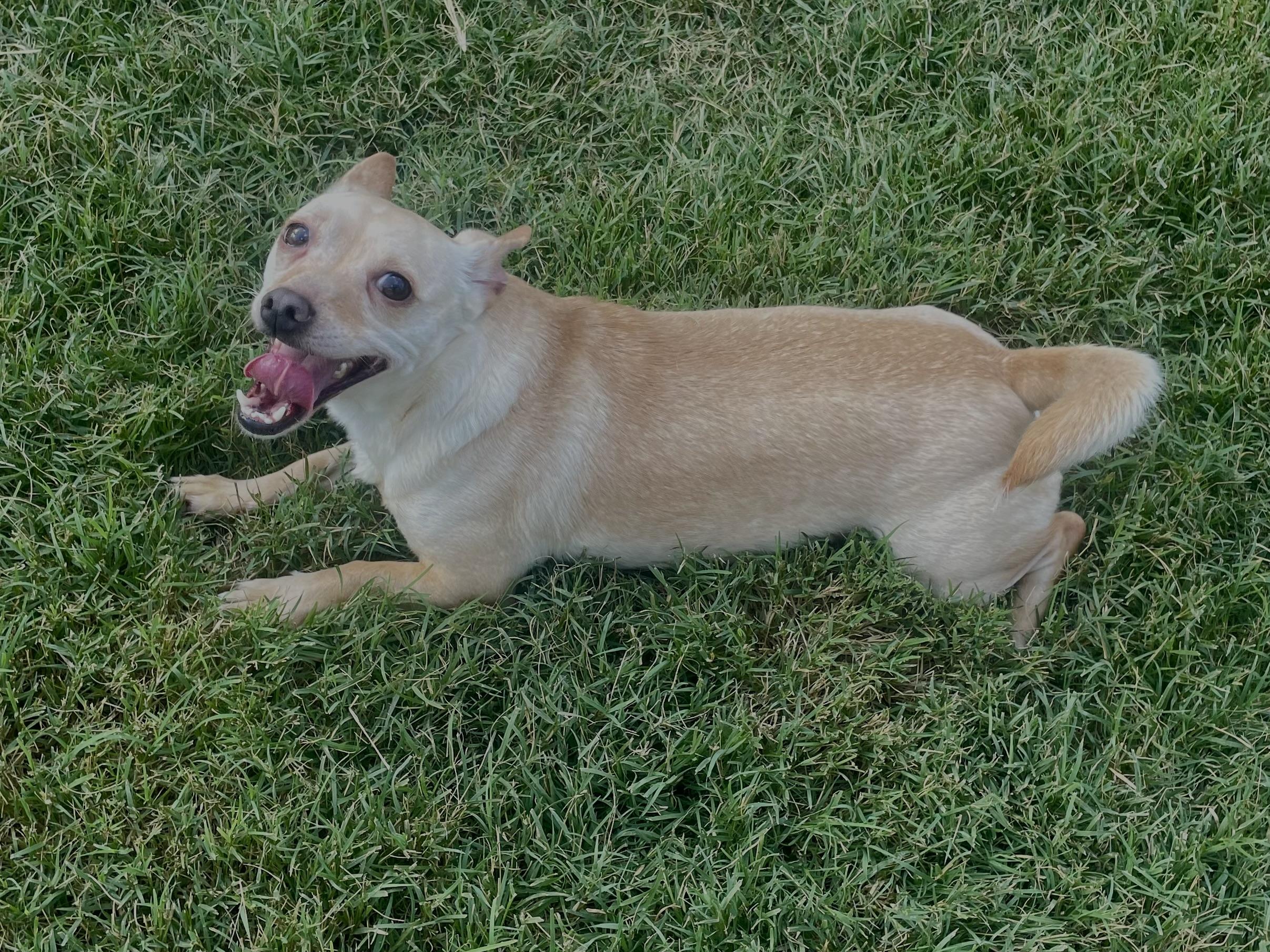 Kreme in Texarkana TX, a Adoptable Chihuahua in Texarkana, TX image 4/6